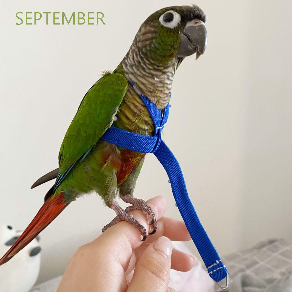 Bird leash cheap conure