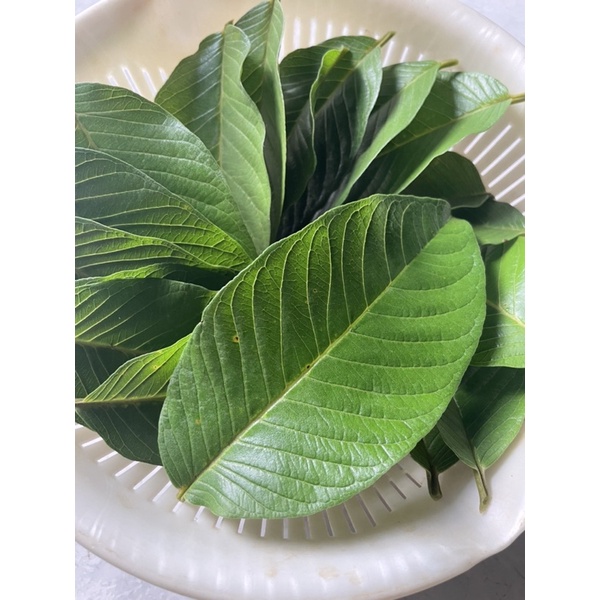 [READY STOCKS] [WASHED] Fresh Organic Guava Leaves | Shopee Singapore
