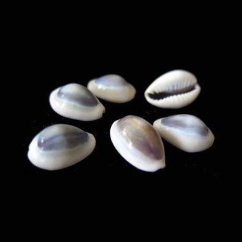 Purple Ring Top Cowrie Seashell 30 pc - Sailor Valentine - Craft ...
