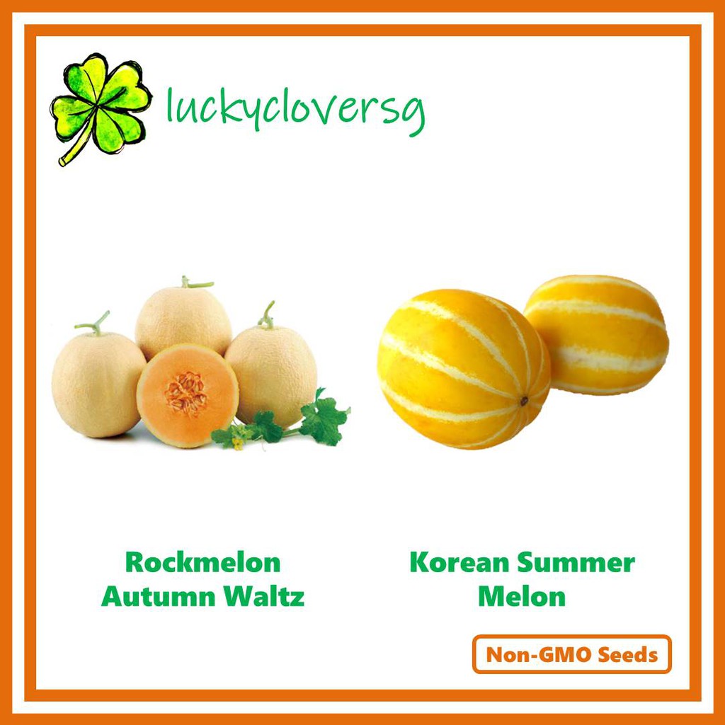 Rockmelon / Korea Summer Melon / Autumn Waltz / Cantaloupe *Seeds