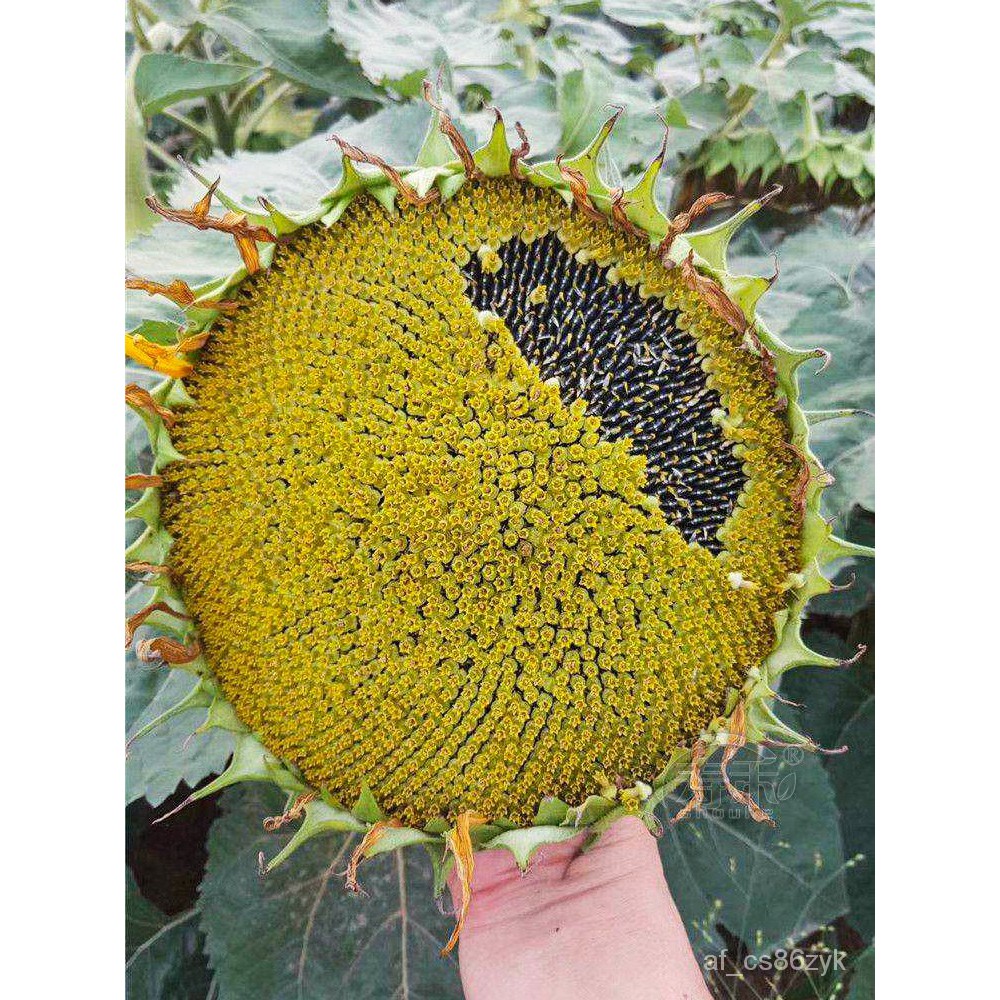 Edible Sunflower Seeds Seed Short Sunflower Oil Sunflower Potted