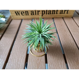 Air plant/tillandsia/Thick leaf ionantha /fresh plant /nice gift