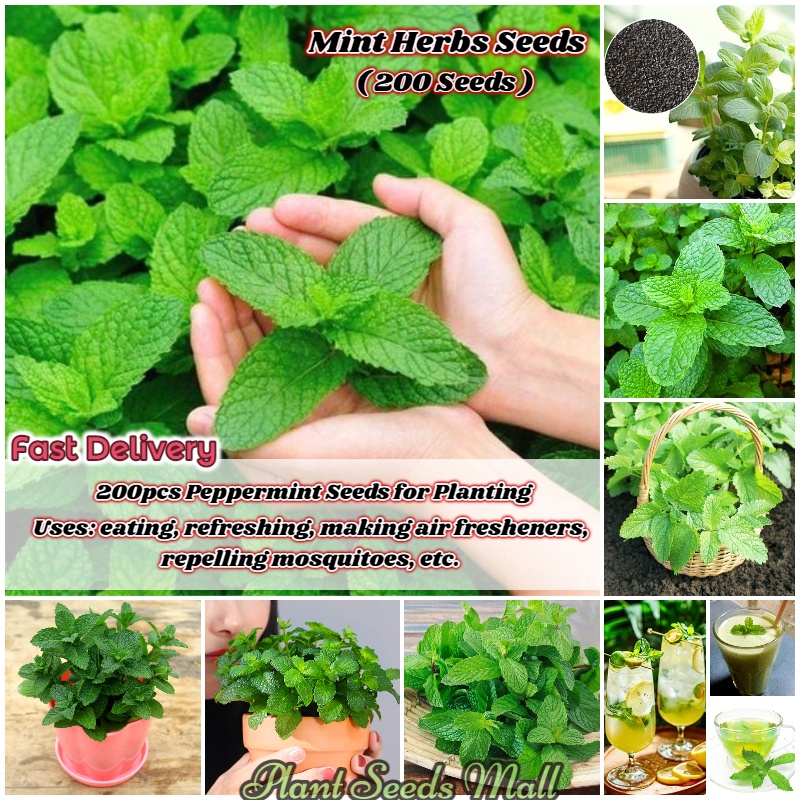 [Fast Germination] 200pcs Peppermint Seeds for Planting Potted Edible