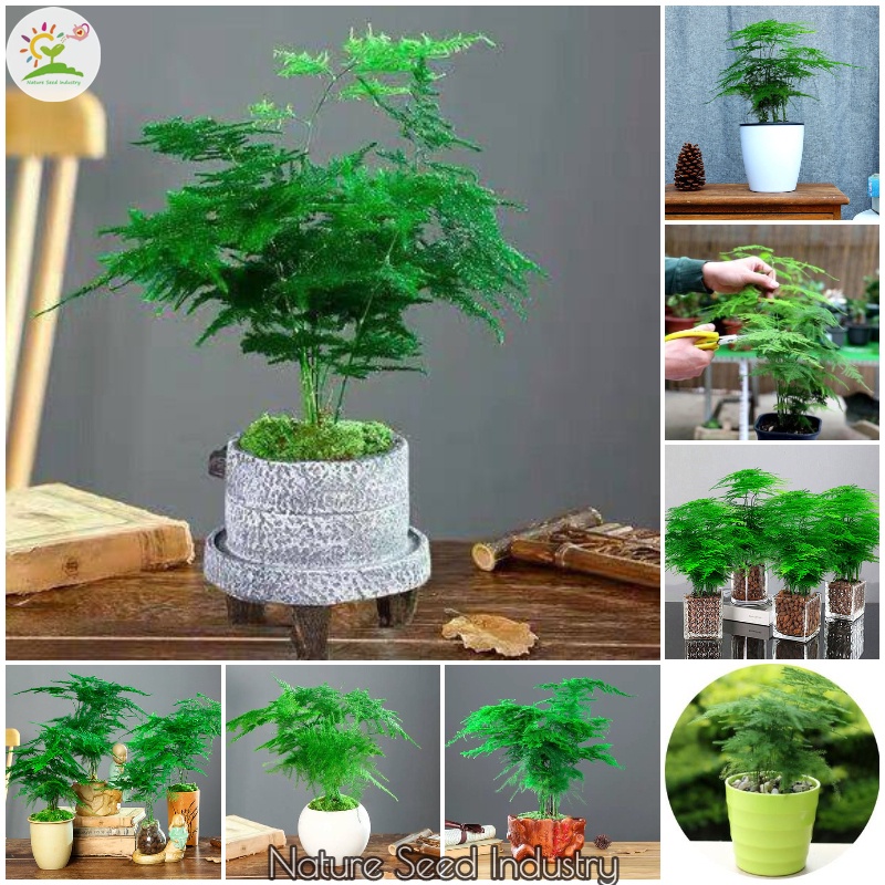 [Fast Germination] Asparagus Fern Tree Seeds Bonsai Tree Live Plants Gardening Flower Seeds