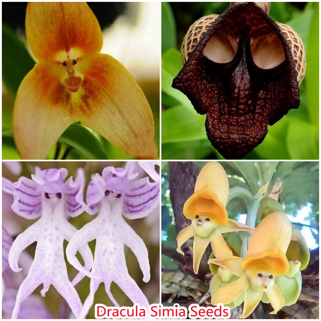 20PCS Dracula Simia Lotax Special Monkey Face Orchid Plant Mixed