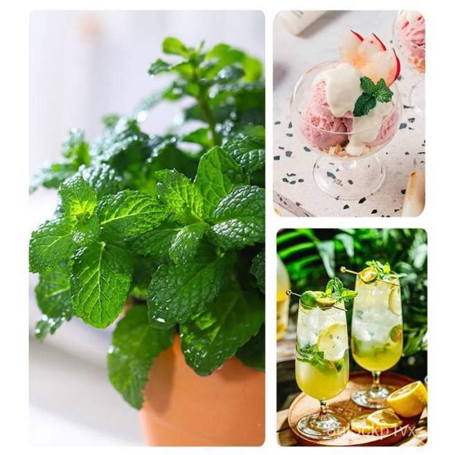 【HOT SALE】BUY 1 GET 1 FREE Peppermint Seeds For Planting (100Pcs