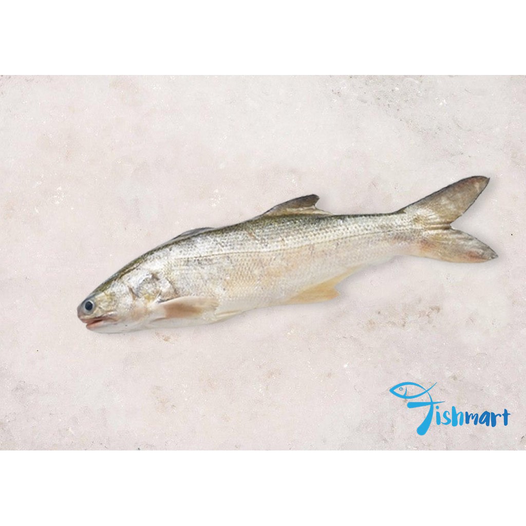 Balai Threadfin Whole (3kg/4kg) | Shopee Singapore