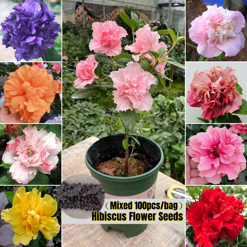 [Fast Germination Biji Raya ] 100pcs Hibiscus Flower Plant Seed Double