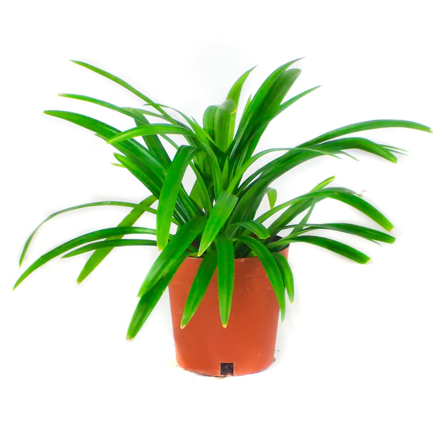 Pandanus amaryllifolius, Fragrant Pandan (0.3m) | Shopee Singapore