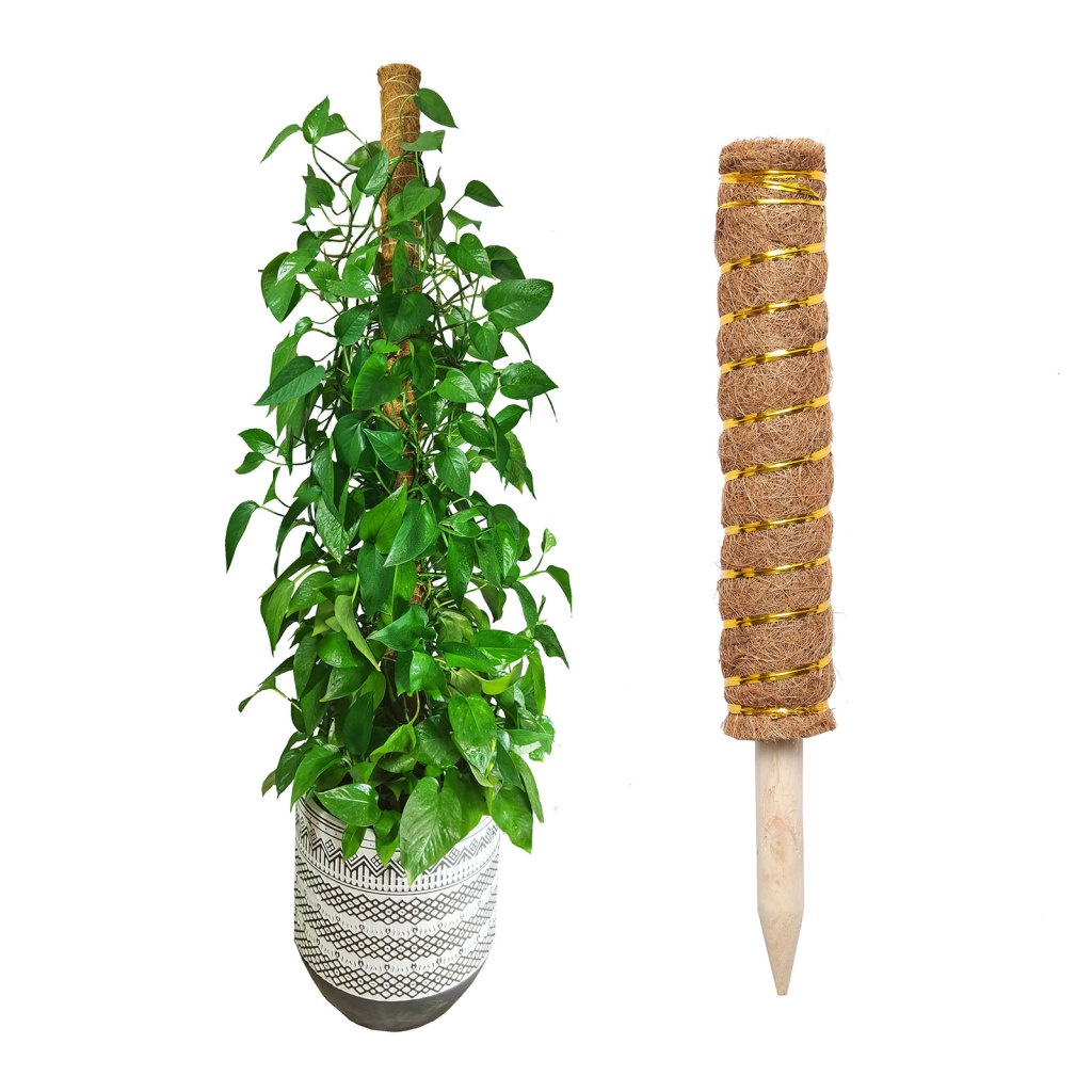 Plant Cages Moss Pole Pole Moss Stick Climbing Rod Pillar Coconut Palm