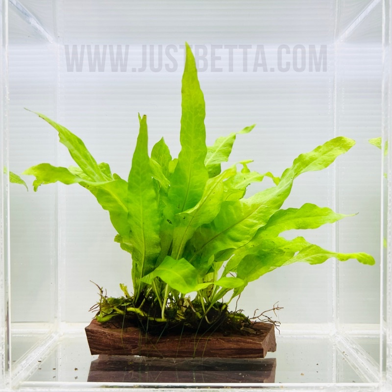 Java Fern on Wood (Microsorum Pteropus) - Live Aquatic Plant for ...