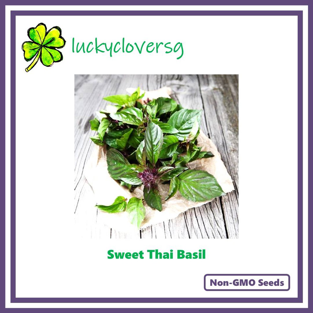 Sweet Thai Basil Seeds from SG Shopee Singapore