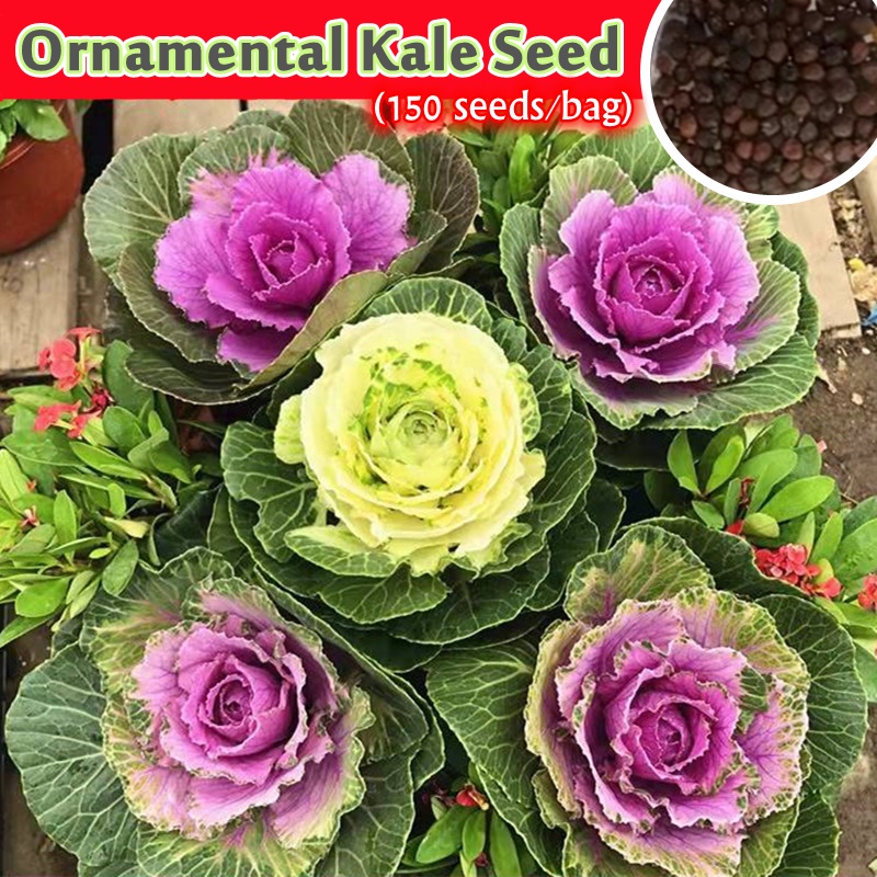 100 Original 150pcs/Bag Mixed Ornamental Kale Seed Flower Seeds for