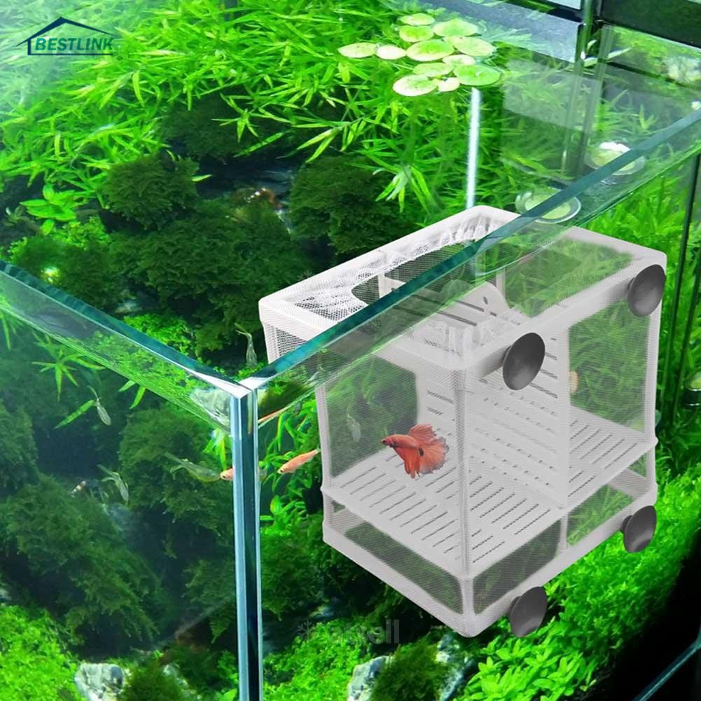 Fish breeding supplies hotsell