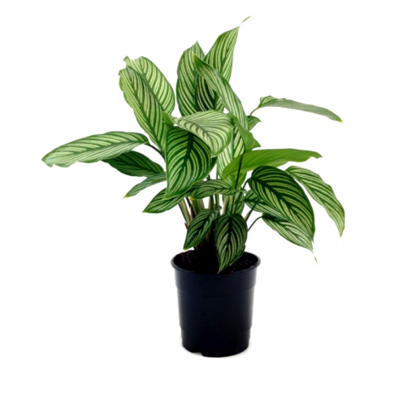 Calathea Elliptica Vittata Plant - Fresh Gardening Indoor Plant Outdoor ...