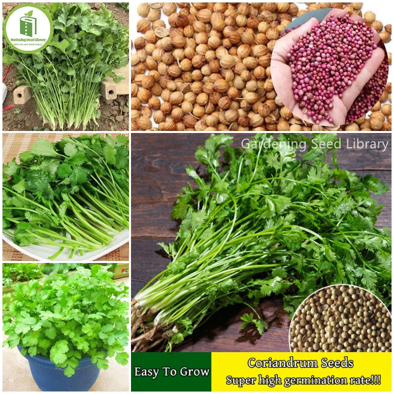 [Easy To Grow] High Germination Organic Coriander Seeds for Planting