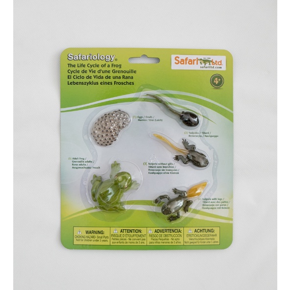 Safari Ltd - Life Cycle of a Frog | Shopee Singapore