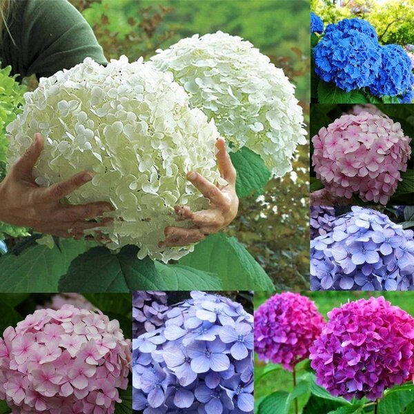 Singapore Ready Stock Hydrangea Mixed Seeds Bonsai Flower Seeds Garden 