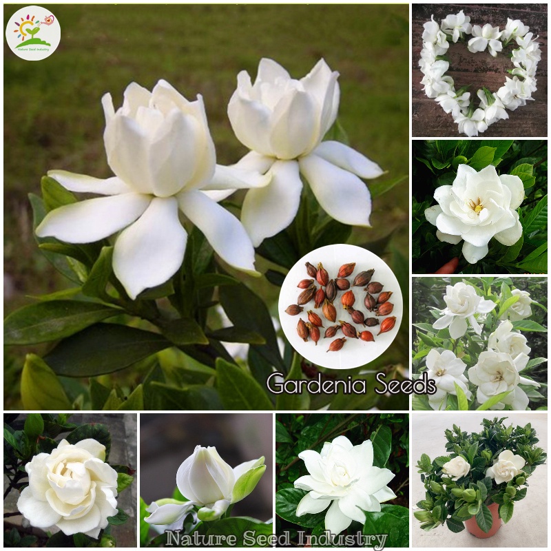 Flower Seeds Singapore Fragrant Flowers Gardenia Seeds for Planting