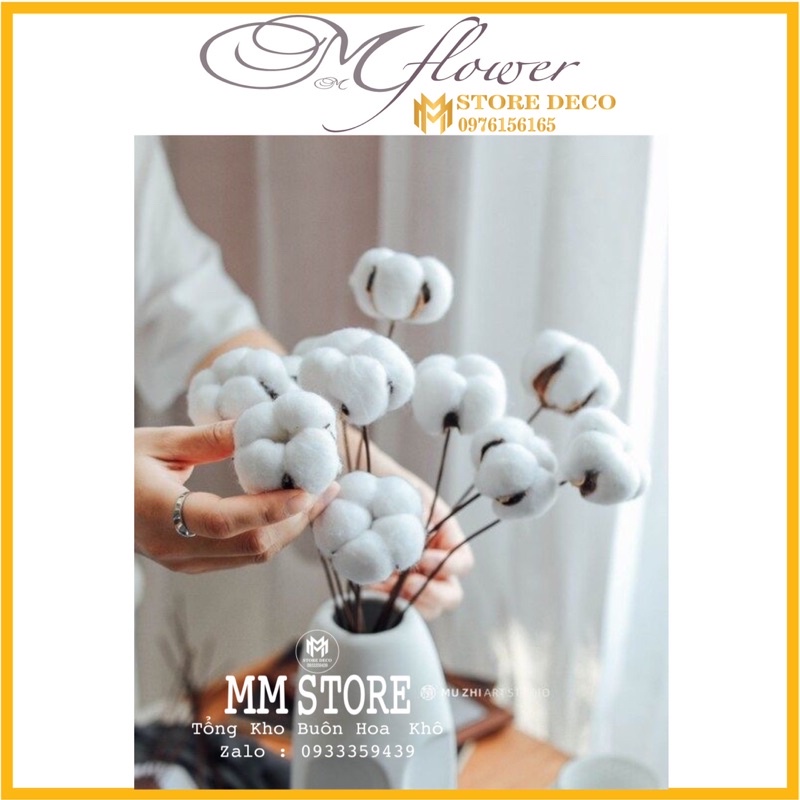 Dried Cotton Branches Beautiful Big Cotton High Quality Materials