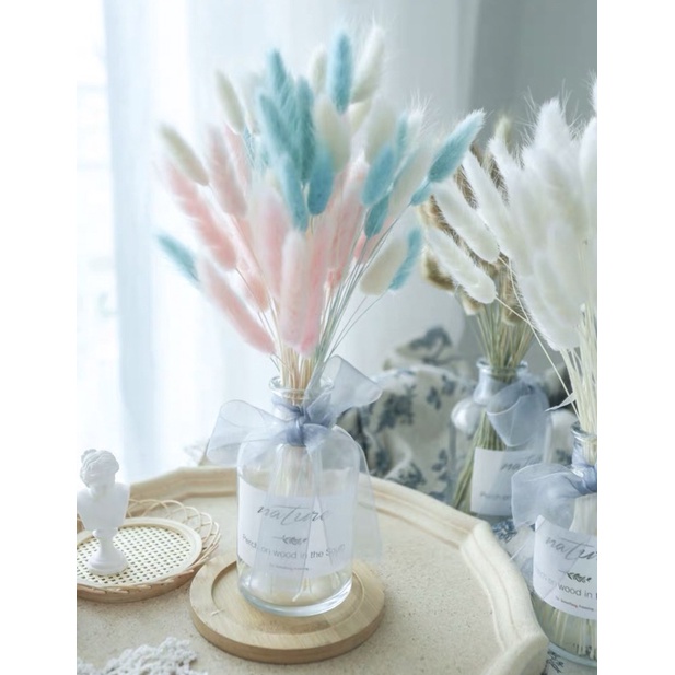 (?? SG Shop) Preserved Bunny Tails Colourful Bunny tails Wheat Dried flowers Preserved flower