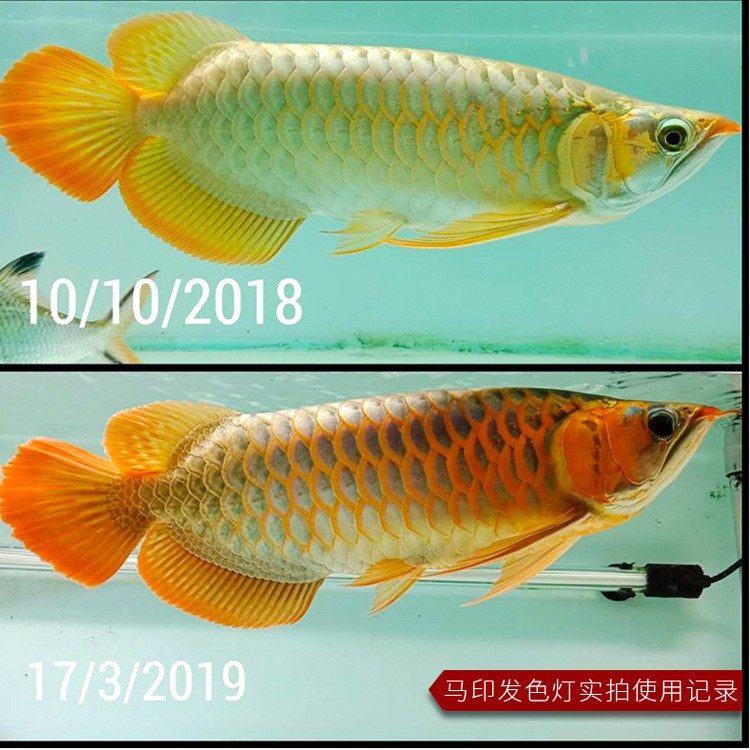 🔥Mayin Authorized SG Seller🔥 2026 model T5 13,000k Tanning light