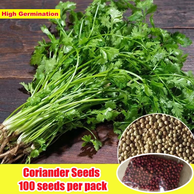 [Fast Germination] 100 Original Coriander Seeds for Planting (100pcs