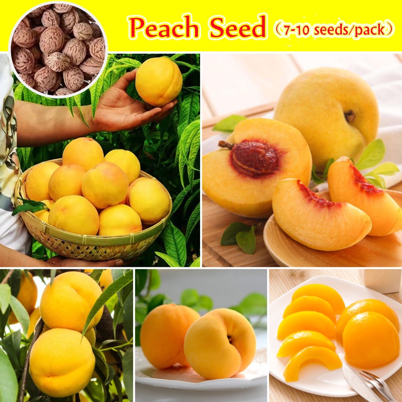 [Fast Growing] 710pcs Peach Fruit Seeds Sweet and Delicious Rare