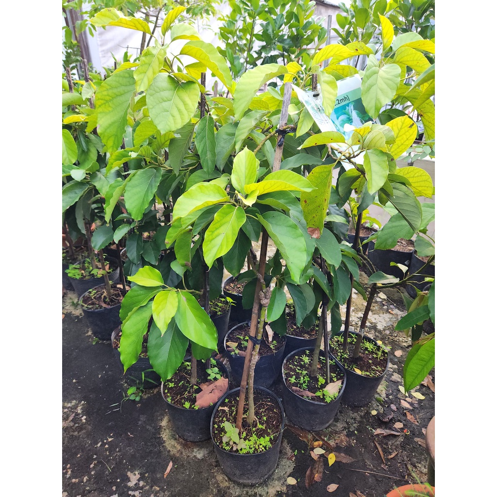 Grafted Avocado plant 1mh/Avocado Tree/Fruit tree | Shopee Singapore