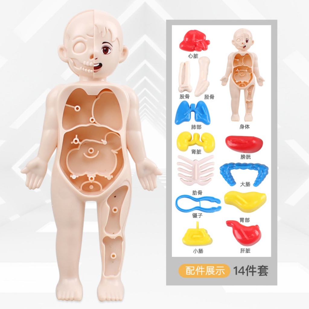 Human Organ Felt Cardboard Miniature Human Body Model Anatomy Skeleton ...