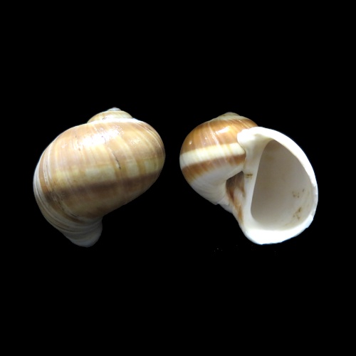 Moon Nautica - Hermit crab favourite Sea Shell - Craft Moon SeaShell ...