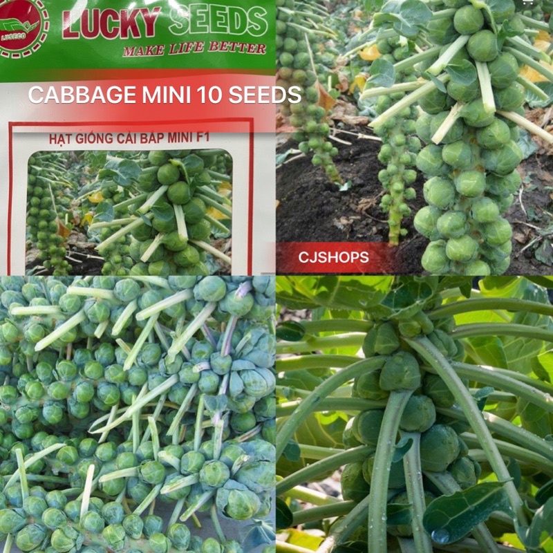 MINI CABBAGE 10 SEEDS | Shopee Singapore