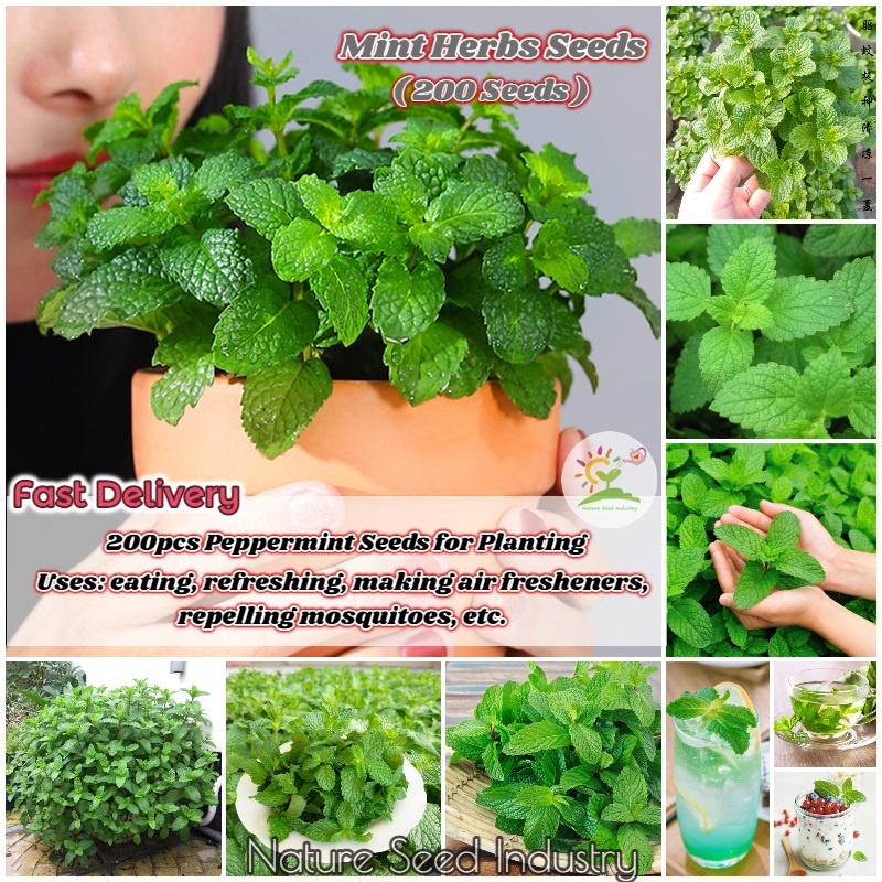 [Fast Germination] 200pcs Peppermint Seeds for Planting Potted Edible