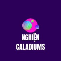 Buy caladium Products At Sale Prices Online - October 2026 | Shopee ...