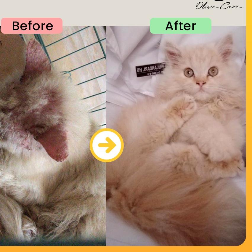 Olive Care Vitamin Cat Problems KITTEN Skin For Loss Furs, Fungus