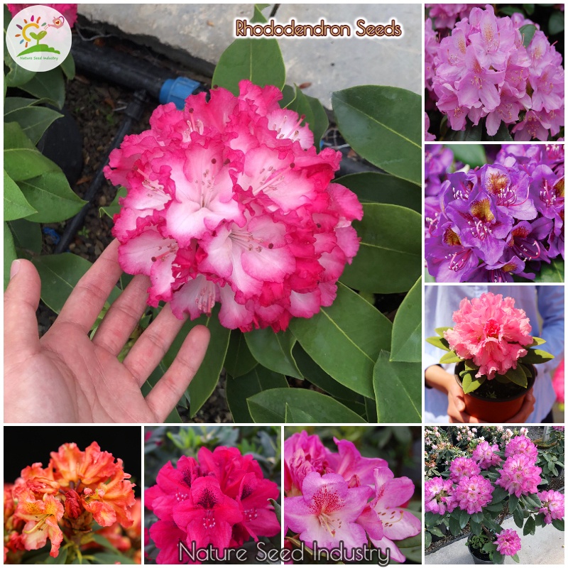 (50pcs Seeds) Mixed Rhododendron Seeds Bonsai Seeds Flowering Plants