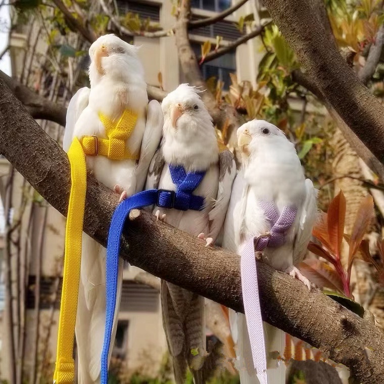 Bird leash, Pet Parrot Bird Harness and Leash Flying Rope Straps ...