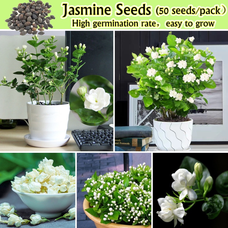 rose plant from seeds EverBloom Climbing Roses Seeds main image 1