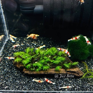 Moss Ball Aquarium - Best Price in Singapore - Dec 2023