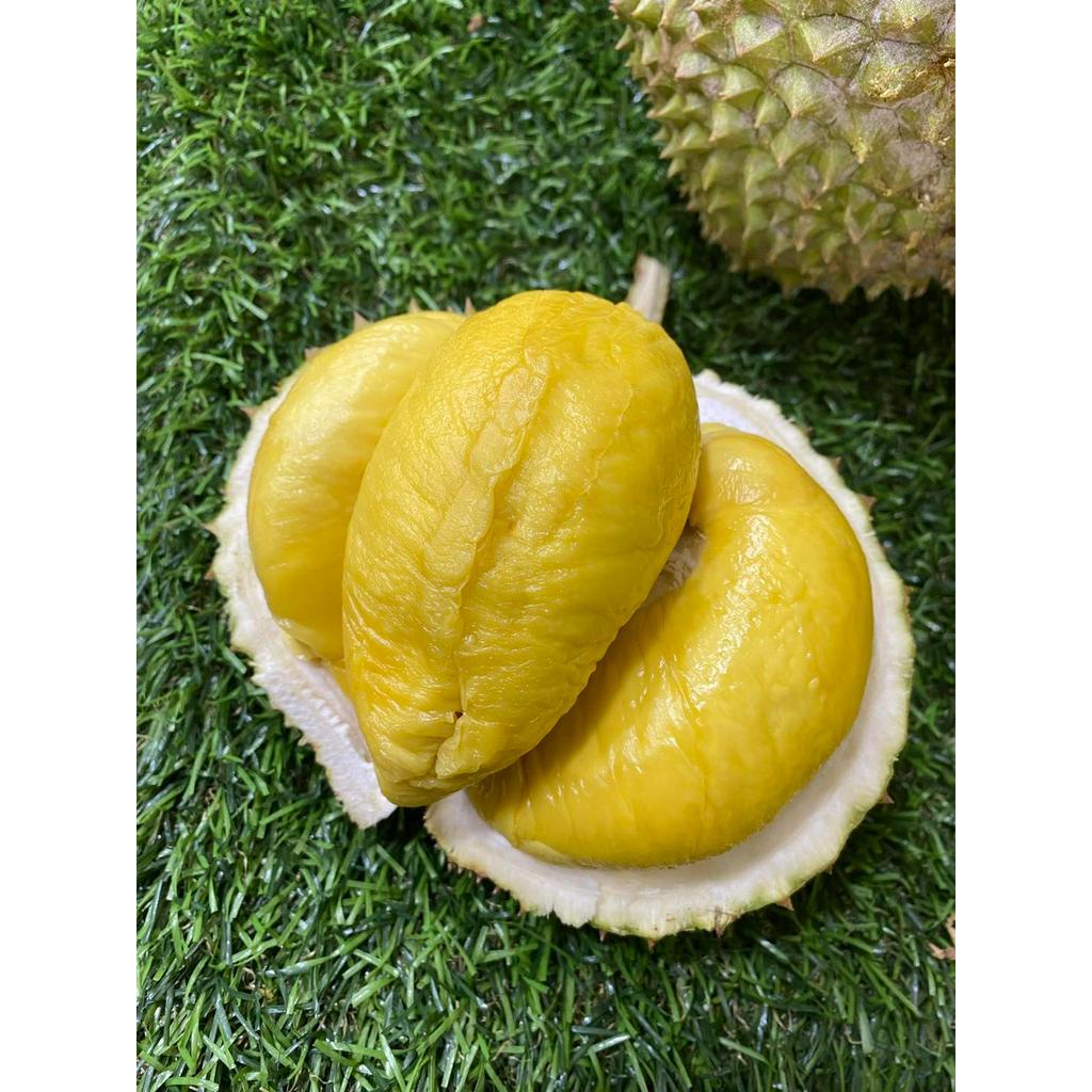 Fresh Durian 新鲜榴莲- Musang King 猫山王, Black Gold MSW 黑金猫山王, Old Tree MSW ...