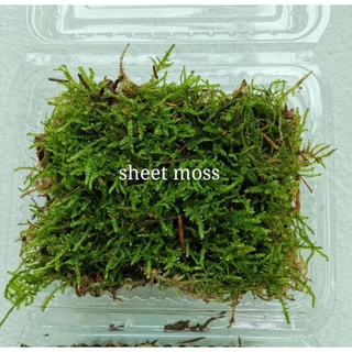 Buy Sheet Moss For Sale