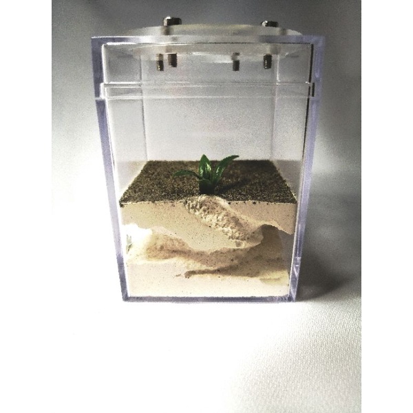 Ant Farm - The Mini Secret Underground Formicarium-Ant Farm Ant Keeping ...