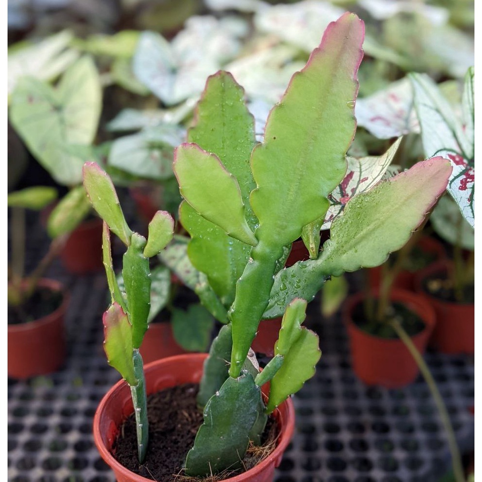 Queen of the Night Cactus (Red Flower Blooms at Night) - Exotic Cactus ...