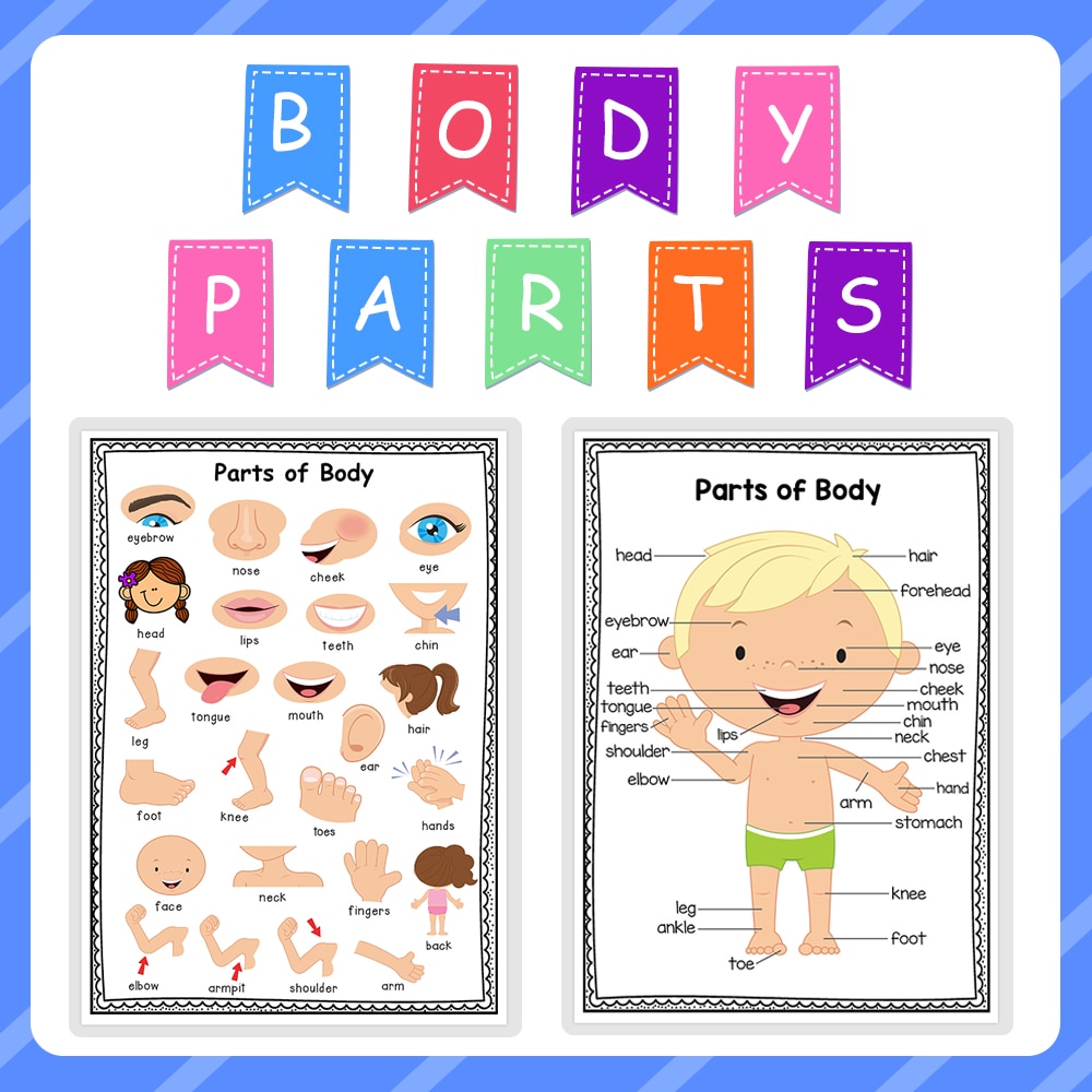 2Pcs Body Parts A4 Poster Card Preschool Classroom Decoration Posters ...