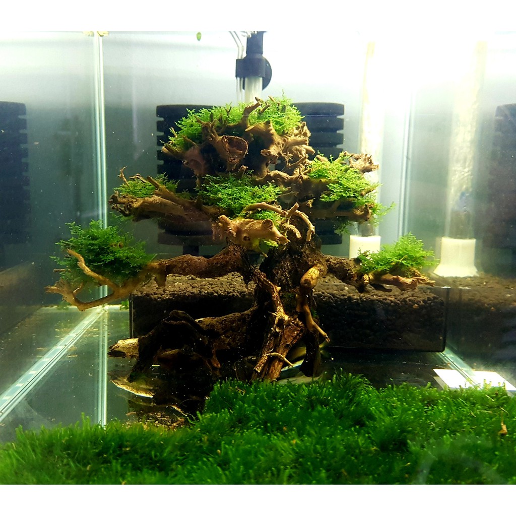 SG Local Seller) Bonsai Aquascape Bonsai Driftwood Tree [Medium] - Ready  Stock | Shopee Singapore