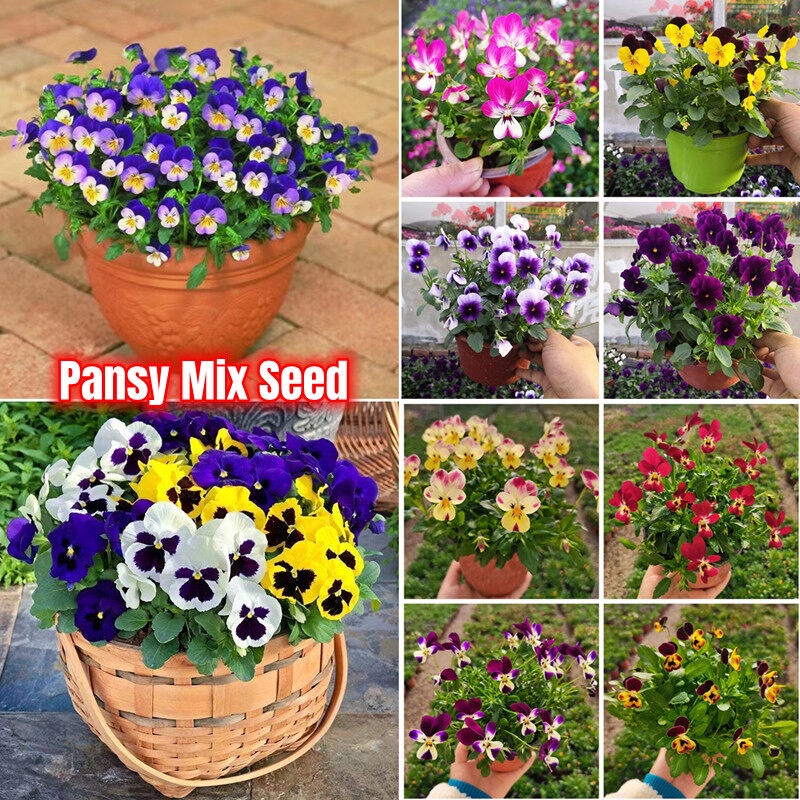 [Easy To Grow Singapore] Warna Campur Pansy Pansy Seed Mix 100pcs/bag