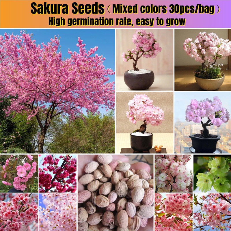 Fast Germination] Original Japanese Sakura Flower Seeds for Sale  (30pcs/bag) Balcony Bonsai Tree Live Plant Seed | Shopee Singapore