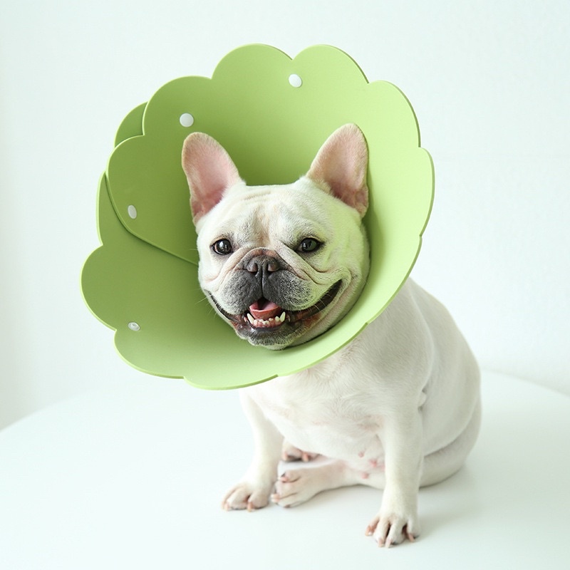 Flower cone of shame best sale