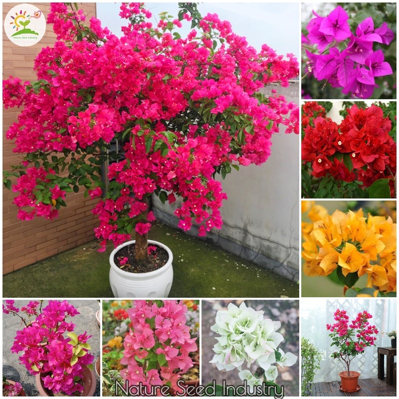 [Fast Germination] Mixed Bougainvillea Bonsai Seeds Climbing Vine