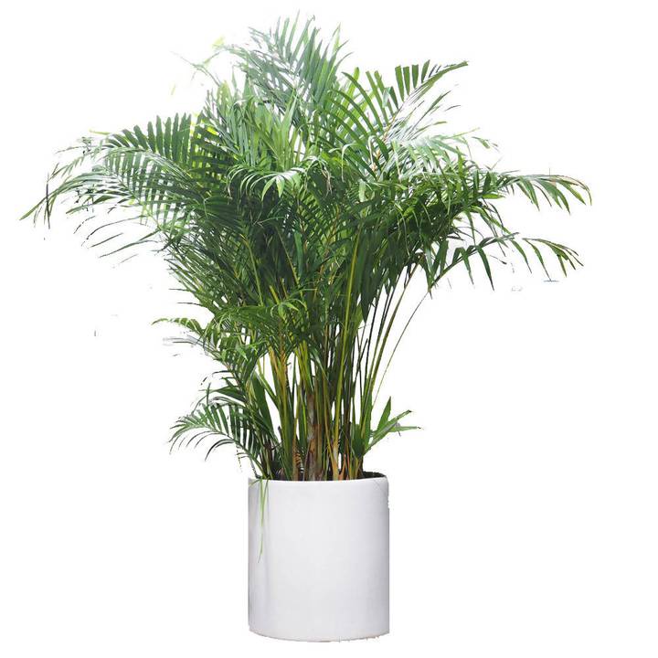 Areca Yellow Palm Plant - Fresh Gardening Indoor Plant Outdoor Plants ...